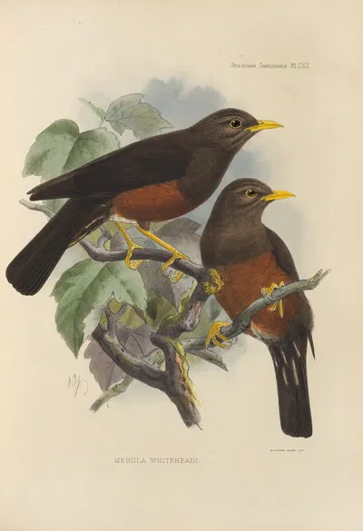 Merula Whiteheadi by Henry Seebohm, 1899-1902 — digital art print download