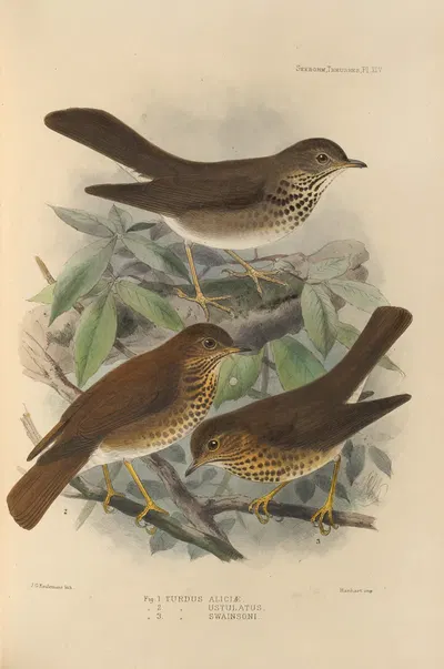 Turdus Aliciae, Turdus Ustulatus, Turdus Swainsoni by Henry Seebohm, 1899-1902 — digital art print download