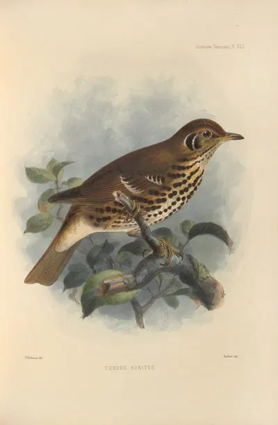 Turdus Auritus by Henry Seebohm, 1899-1902 — digital art print download