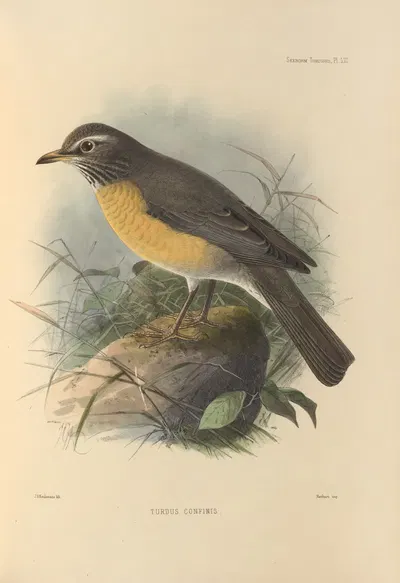 Turdus Confinis by Henry Seebohm, 1899-1902 — digital art print download