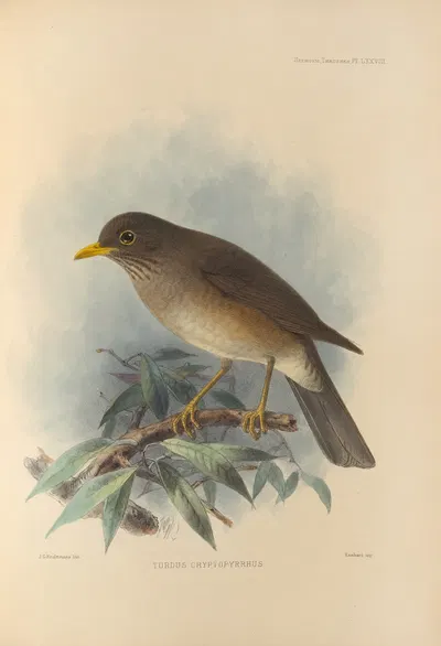 Turdus Cryptopyrrhus by Henry Seebohm, 1899-1902 — digital art print download