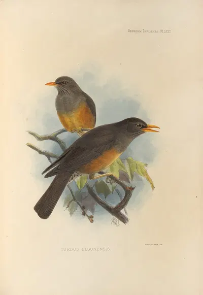 Turdus Elgonensis by Henry Seebohm, 1899-1902 — digital art print download