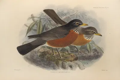 Turdus Migratorius by Henry Seebohm, 1899-1902 — digital art print download