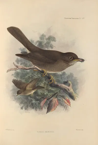 Turdus Murinus by Henry Seebohm, 1899-1902 — digital art print download