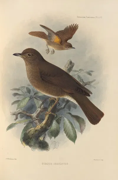 Turdus Obsoletus by Henry Seebohm, 1899-1902 — digital art print download