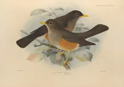 Turdus Pelios, Turdus Saturatus by Henry Seebohm, 1899-1902 — digital art print download