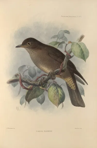 Turdus Plebeius by Henry Seebohm, 1899-1902 — digital art print download