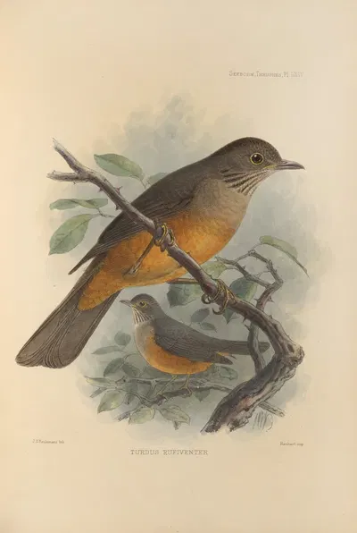 Turdus Rufiventer by Henry Seebohm, 1899-1902 — digital art print download
