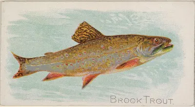Brook Trout by Allen & Ginter, 1889 — digital art print download