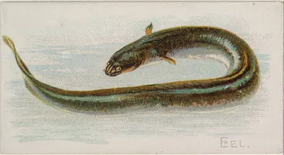 Eel by Allen & Ginter, 1889 — digital art print download