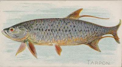 Tarpon by Аллен и Гинтер, 1889 — digital art print download