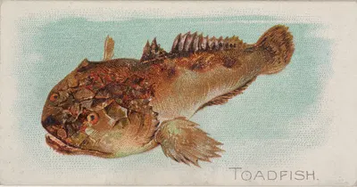 Toadfish by Аллен и Гинтер, 1889 — digital art print download