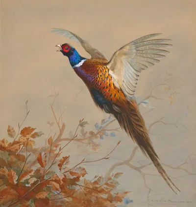 A cock pheasant in flight by Арчибальд Торберн, 1909 — digital art print download