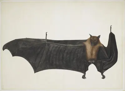 Great Indian Fruit Bat by Bhawani Das — digital art print download