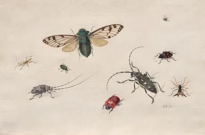 Studies of Insects by Johannes van Bronckhorst — digital art print download