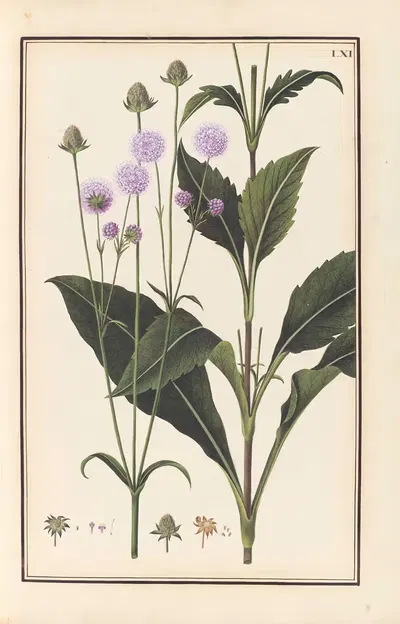 Stirpium imagines LXXV Pl.61 by Baldassare Cattrani, 1776 — digital art print download