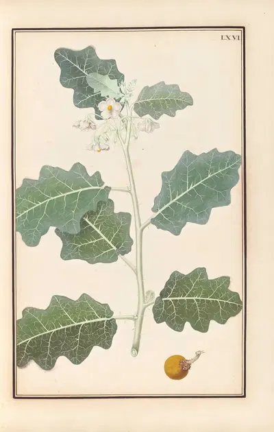 Stirpium imagines LXXV Pl.66 by Baldassare Cattrani, 1776 — digital art print download