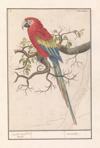 Geelvleugelara (Ara macao) by Anselmus Boëtius de Boodt, 1596-1610 — digital art print download