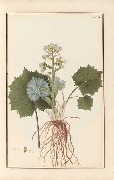 Stirpium imagines LXXV Pl.71 by Baldassare Cattrani, 1776 — digital art print download