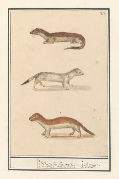 Hermelijn (Mustela erminea) 1 2 Mustella harmellina. 3 Mustella harmellina. 1 2. hermine. 3. roselet by Anselmus Boëtius de…