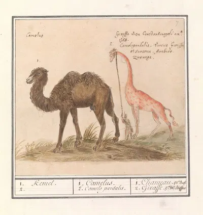 Kameel (Camelus ferus bactrianus) en giraffe (Giraffa) by Anselmus Boëtius de Boodt, 1596-1610 — digital art print download