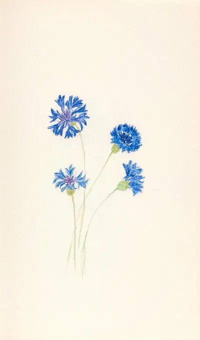 Blue cornflower (Centaurea cyanus) by Beatrice Dabney Penati Adams, 1960 — digital art print download