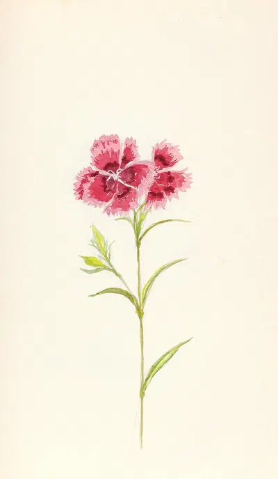 Pink dianthus (Dianthus chinensis) by Beatrice Dabney Penati Adams, 1960 — digital art print download