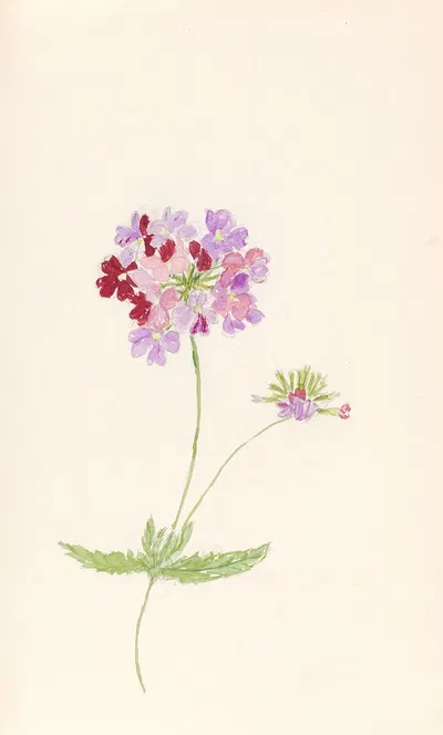 Light and dark pink verbena (Verbena officinalis) by Beatrice Dabney Penati Adams, 1960 — digital art print download
