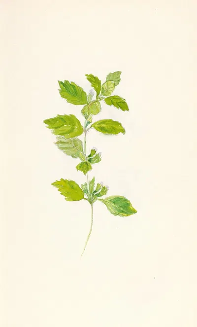 Hibiscus foliage with six buds (Hibiscus rosa-sinensis) by Beatrice Dabney Penati Adams, 1960 — digital art print download