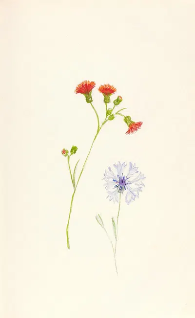 Cornflower (Centaurea cyanus) by Beatrice Dabney Penati Adams, 1960 — digital art print download