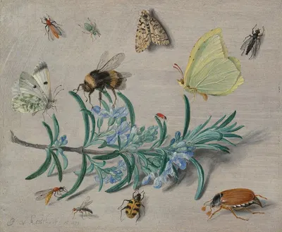 Insects and a Sprig of Rosemary by Ян Ван Кессель Старший, 1653 — digital art print download