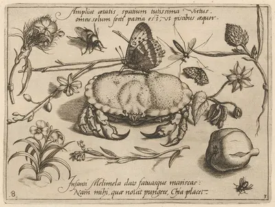 Archetypa studiaque patris Georgii Hoefnagelii Pl.36 by Joris Hoefnagel, 1592 — digital art print download