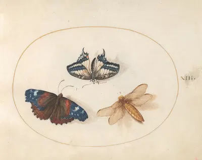 Plate 13; Yellow Swallowtail and Red Admiral Butterflies with a Dragonfly (Broad-Bodied Chaser) by Joris Hoefnagel,…