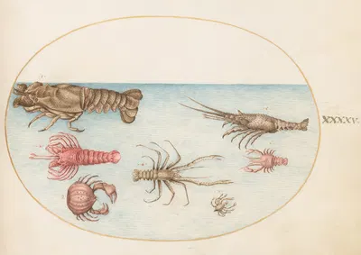 Plate 45; Lobster, Squilla Mantis, and Other Crustaceans by Joris Hoefnagel, 1575-1590 — digital art print download