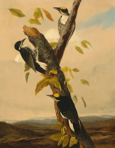Black-Backed Three-Toed Woodpecker by Joseph Bartholomew Kidd, 1830-1833 — digital art print download