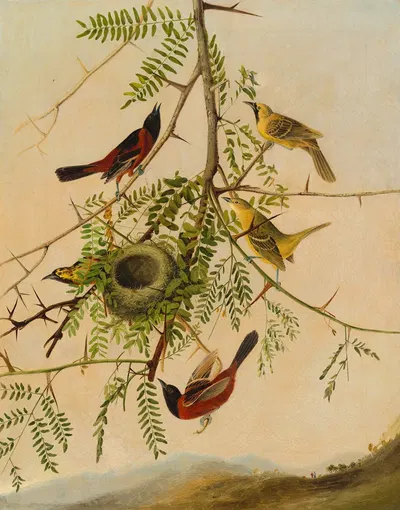 Orchard Oriole by Joseph Bartholomew Kidd, 1830 — digital art print download