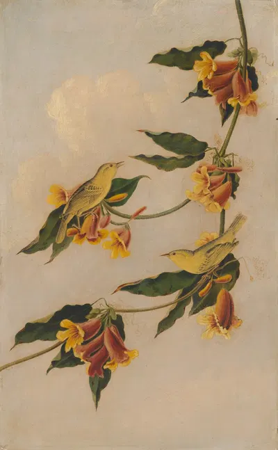 Yellow Warbler by Joseph Bartholomew Kidd, 1830-1833 — digital art print download