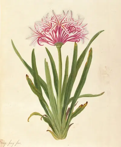 Album of Chinese flora Pl.55 by Chinese School, 1820 — digital art print download