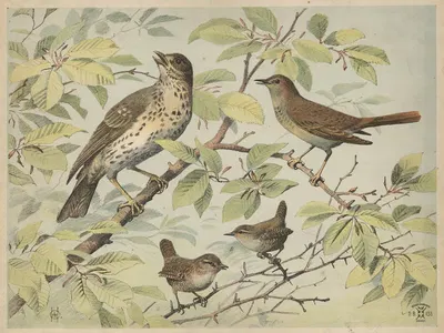 Thrush, nightingale and wren by Олуф Август Хермансен, 1892 — digital art print download