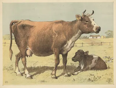 Cow by Олуф Август Хермансен, 1892 — digital art print download