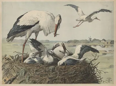 Stork by Олуф Август Хермансен, 1892 — digital art print download