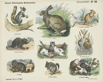 Knaagdieren by Emrik & Binger, 1875-1919 — digital art print download