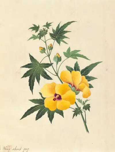 Album of Chinese flora Pl.60 by Chinese School, 1820 — digital art print download