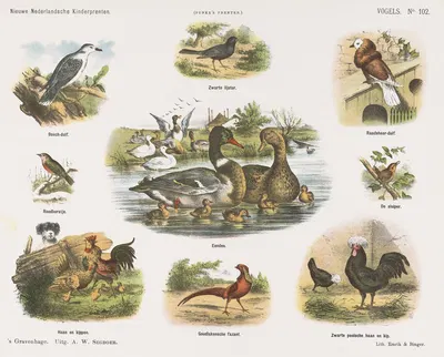 Vogels by Эмрик и Бингер, 1875-1919 — digital art print download