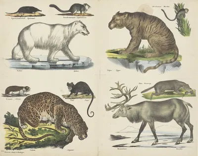 Dieren by Joseph Scholz, 1829-1880 — digital art print download