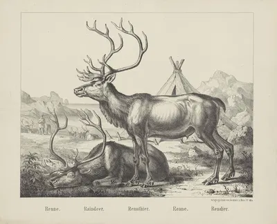 Raindeer by Joseph Scholz, 1829-1880 — digital art print download