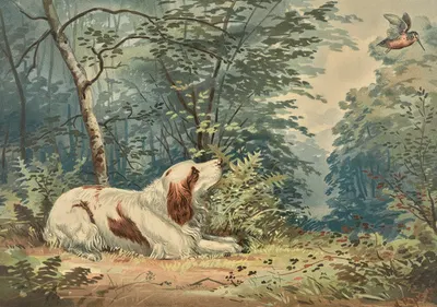 Reclining Spaniel, gazing at hovering hummingbird by Alexander Pope Jr., 1880 — digital art print download