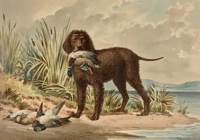 Standing Curly Coated Retriever, Mallard Duck in mouth, three more ducks on ground by Alexander Pope Jr., 1880 — digital…