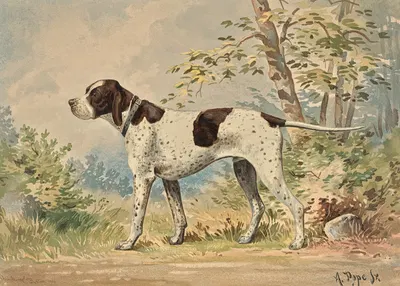 Standing English Pointer, facing left by Alexander Pope Jr., 1880 — digital art print download