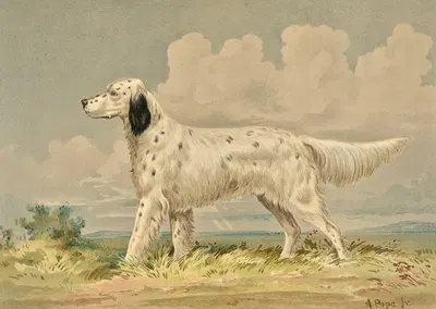 Standing English Setter, facing left by Alexander Pope Jr., 1880 — digital art print download